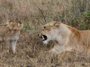 Lesson Learned in the Mara