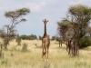 Serengeti