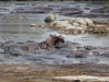 Hippo Communication