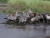I think the Zebras thought there were Crocs