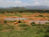 Waterhole View from Room
