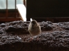 Visitors in the Dining Room