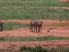 Wildlife at the Water Hole