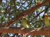 Madagascar Bee Eaters