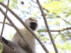 Beware the Naughty Vervet Monkeys