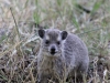 Local Wildlife - Hyrax