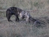 Hyena Pup Studied by Michigan State University