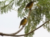 Weaver Birds Outside Room
