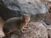 Dwarf Mongoose Outside Room