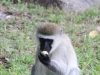 One variety of Naughty Monkeys