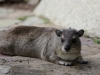More Local Wildlife - Hyrax