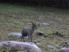Klipspringer Standing in the Rain