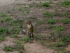 Local Ground Squirrel