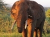 An Extraordinary Elephant Experience
