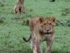 More lions in this conservancy than I've ever seen
