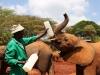 Training the ellies to drink their bottles