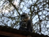 Mother Sykes monkey and baby
