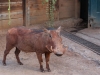 Warthogs looking for any goodies left from dinner by the keepers