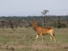 Coke's Hartebeest