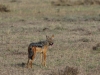 Black-backed Jackal
