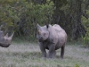 Very relaxed Black Rhinos