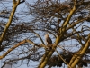 Tawny Eagle
