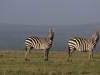 Love zebras in good lighting