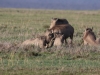 Family of warthogs