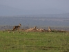 Mother and young jackals