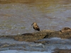 Hammerkop