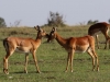 The lady impala