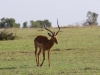 Mr. Impala