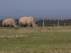 The last 2 female Northern White Rhinos, mother and daughter