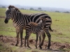 Mom and baby zebra