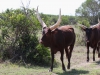 Odd kind of cattle raised for beef
