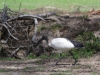 Sacred Ibis