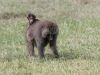 Mother and baby baboon