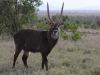 Magnificent waterbuck