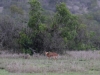 Duiker, very unusual to see