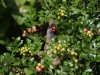Speckled Mousebird