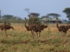Female Somalia ostriches