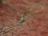 White-throated Bee-eater