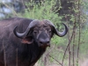 Cape Buffalo