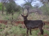 Handsome male Common Waterbuck
