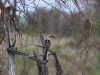 Red-billed Hornbill