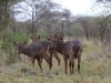 Common Waterbuck