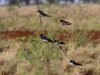 Barn swallows