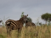 Meru zebras