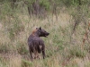 Hyena