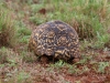 Back of a Leopard tortoise